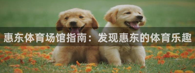 意昂3神州：惠东体育场馆指南：发现惠东的体育乐趣